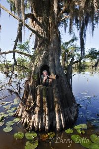 Photographing from tree blind.