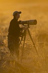 Photographing birds at sunset