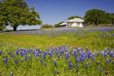 Prairie Mountain School House, Texas state historic site, with spring wildflowers including bluebonnets. Located north of Fredericksburg, Texas.