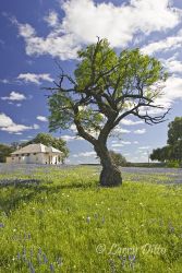 Prairie Mountain School House, Texas state historic site, with old mesquite tree and spring wildflowers including bluebonnets. Located north of Fredericksburg, Texas.