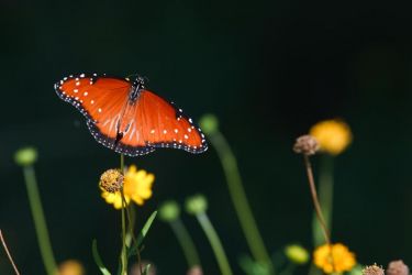 A solitary Queen (Danaus gilippus) feeding at yellow composite flowers, North American Butterfly Association butterfly gardens near Mission, Texas.