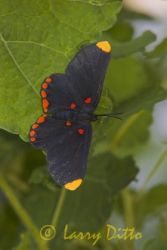 Red-bordered Pixie butterfly (Melanis pixie) sunning on Turk's Cap leaf, McAllen, Hidalgo County, Texas, July