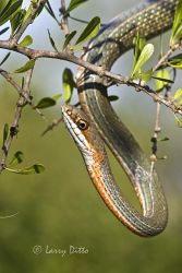 Ruthven's Whipsnake (Masticophis schotti ruthveni) hunting in brush country, s. Texas, Starr County, autumn