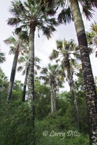 Sabal Palms at the National Audubon Society's Sabal Palm Sanctuary in Brownsville, Texas