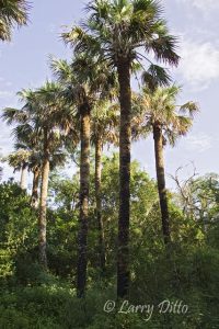 Sabal Palms at the National Audubon Society's Sabal Palm Sanctuary in Brownsville, Texas
