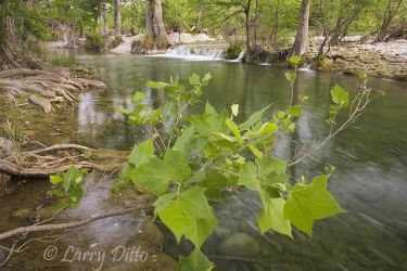 Leaves of a Sycamore tree on the bank of the Sabinal River near Utopia, Texas west of San Antonio. Sabinal mean "grove of cypress trees" because the river has many bald cypress along its course.