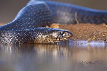 Texas Indigo Snake drinking at s. Texas ranch pond, spring