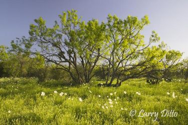 Wildflowers, mostly prickly poppy, blooming among mesquite trees in central Texas north of Fredericksburg, spring