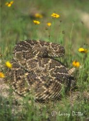 Western Diamondback Rattlesnake (Crotalus atrox) coiled.