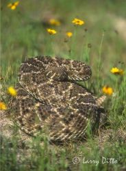 Western Diamondback Rattlesnake (Crotalus atrox) coiled.