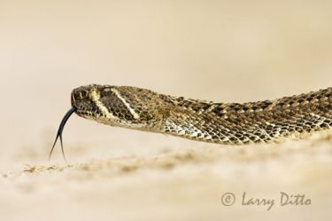 Head of western diamondback rattlesnake