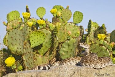 Western Diamondback Rattlesnake and prickly pear cactus