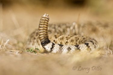 Tail of crawling rattlesnake