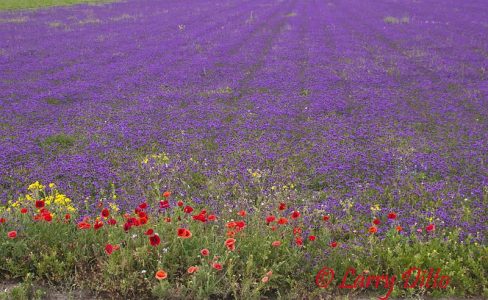 Flowers on the Wild Seed Farm near Block Creek Natural Area, central Texas