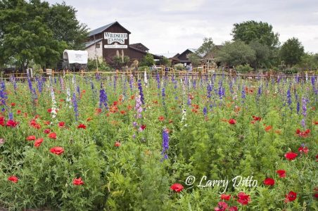 Wild Seed Farms at Fredericksburg, Texas