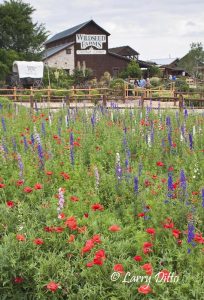Wild Seed Farms in Fredericksburg, Texas