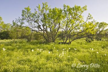 Honey Mesquite (Prosopis glandulosa) in the Texas hill country with spring Prickly Poppies and pepperweed.