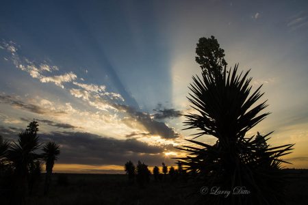Yucca in bloom, s. Texas