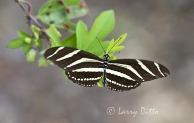Zebra Heliconian (Heliconius charithonia) hovering by Passion Vine, s. Texas; November, photographed in flight