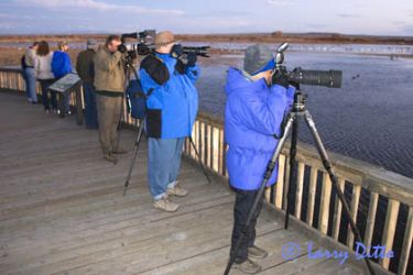 Photographing snow geese at sunrise.