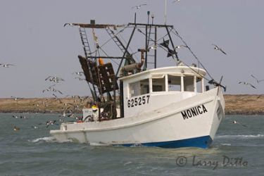 Commercial fishing boat and gulls