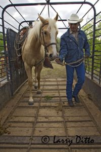 Cowboy loading horse into trailer, Texas.