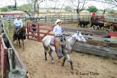 Hispanic cowboys working cattle in ranch corrals.