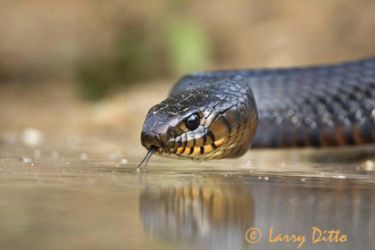 Texas Indigo snake drinking at ranch pond, Texas, USA.