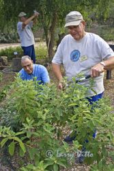 Master Naturalists planting and trimming plants in butterfly garden.