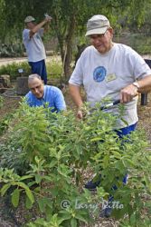 Master Naturalists planting and trimming plants in butterfly garden.