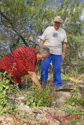 Master Naturalists tending butterfly garden.
