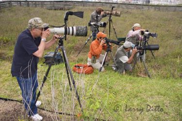 Photographing birds at South Padre Island, Texas, USA.