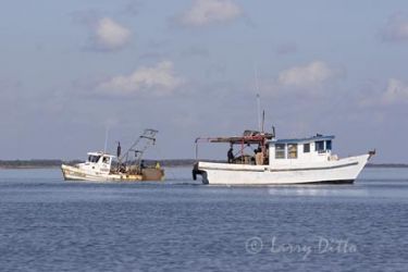 Commercial oyster boats in Aransas Bay, Texas.