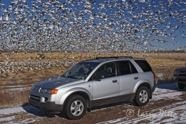 Photographing snow geese.