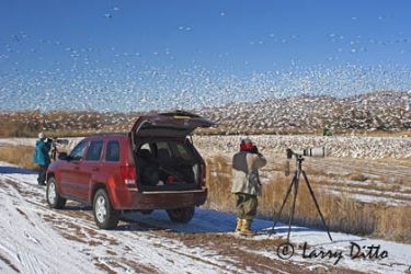 Photographing snow geese in winter habitat