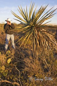 Photographing yucca.