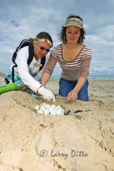 Master Naturalists, Dita Strohmeyer (banded shirt) and Linda McGonigle (dark glasses) assist Sea Turtle, Inc. and the U.S. Fish and Wildlife Service with searches and information gathering associated with endangered Kemp's Ridley Sea Turtle nests each spring and summer at South Padre Island. Here they refine their techniques on a mock nest at the foot of the South Padre dunes. Their work includes locating nests, measuring tracks and nest size, and assisting in the removal of eggs to a sancturary where they are hatched. The young are then released at the nest site as assisted in reaching the safety of the surf.