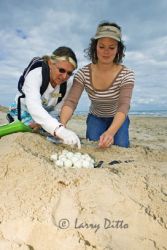 Master Naturalists, Dita Strohmeyer (banded shirt) and Linda McGonigle (dark glasses) assist Sea Turtle, Inc. and the U.S. Fish and Wildlife Service with searches and information gathering associated with endangered Kemp's Ridley Sea Turtle nests each spring and summer at South Padre Island. Here they refine their techniques on a mock nest at the foot of the South Padre dunes. Their work includes locating nests, measuring tracks and nest size, and assisting in the removal of eggs to a sancturary where they are hatched. The young are then released at the nest site as assisted in reaching the safety of the surf.