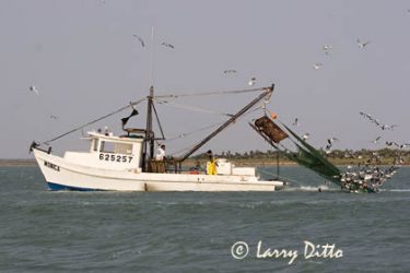 Shrimping in the Laguna Madre, Texas, USA