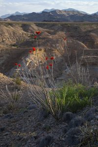 Ocotillo and canyon in Big Bend National Park, Texas
