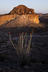 Needle rock and ocotillo, Big Bend National Park, Texas