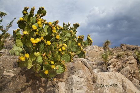 Prickly Pear Cactus, Big Bend National Park, Texas