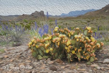 Big Bend National Park in bloom; bluebonnets and prickly pear cactus
