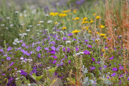 Wildflowers on Dog Canyon Trail, Big Bend National Park, Texas