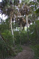 Sabal Palms in National Audubon Society's Sabal Palm Sanctuary near Brownsville, Texas. The sanctuary protects one of the last groves of Texas's only native palm.