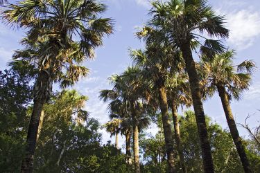 Sabal Palms in National Audubon Society's Sabal Palm Sanctuary near Brownsville, Texas. The sanctuary protects one of the last groves of Texas's only native palm.