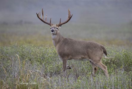 White-tailed Deer, buck alert and ready to run.