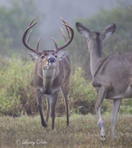 Eager buck White-tailed Deer (Odocoileus virginianus) in rut and timid doe.