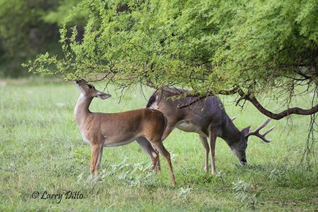 Doe feeding on huisache leaves.