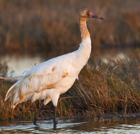 whooping crane aransas saltmarsh